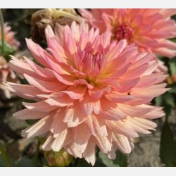 Dahlia Gallery Leonardo 