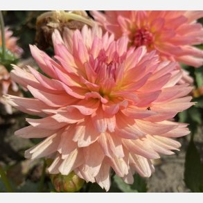 Dahlia Gallery Leonardo 