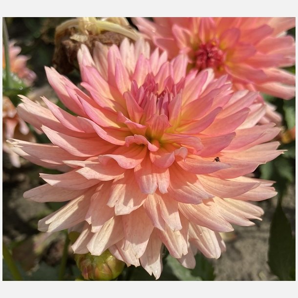 Dahlia Gallery Leonardo 