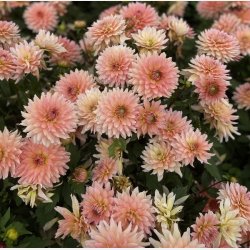 Dahlia Gallery Leonardo 