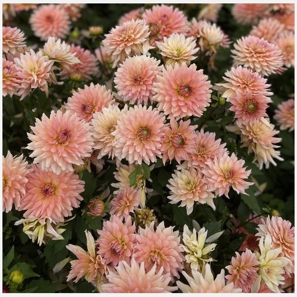 Dahlia Gallery Leonardo 