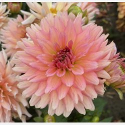 Dahlia Gallery Leonardo 