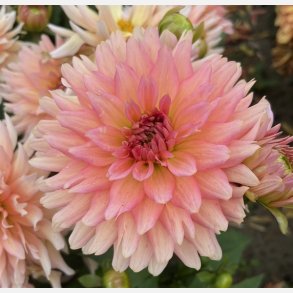 Dahlia Gallery Leonardo 