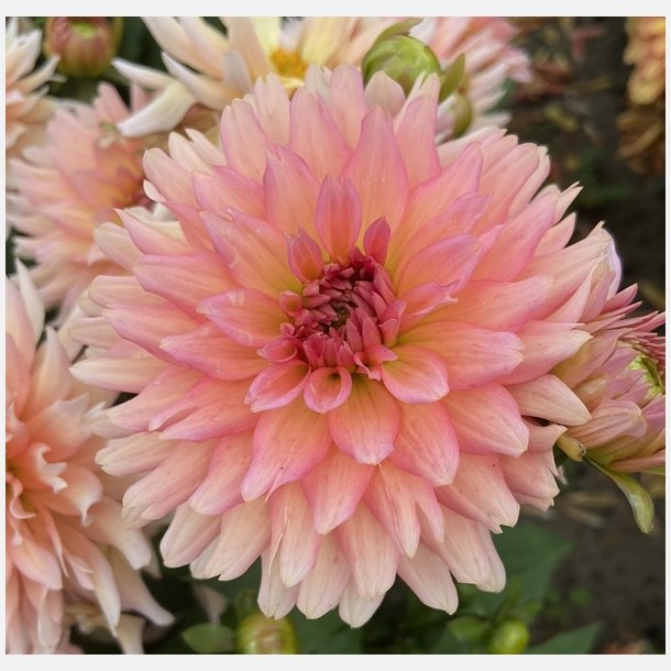 Dahlia Gallery Leonardo 