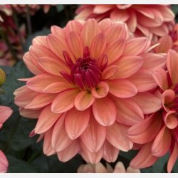 Dahlia Gallery Matisse