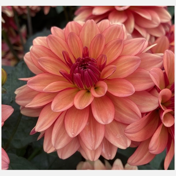 Dahlia Gallery Matisse