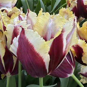 Tulipan Gavota Special 6 l�g
