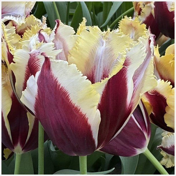 Tulipan Gavota Special 6 l�g
