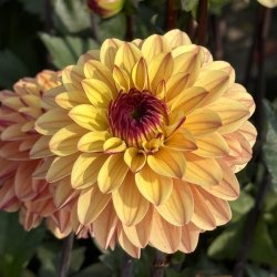 Dahlia Gelia