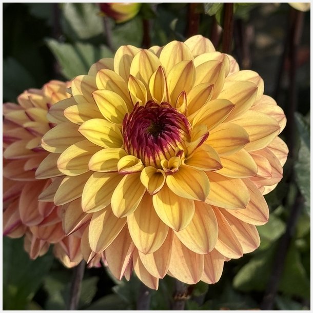 Dahlia Gelia