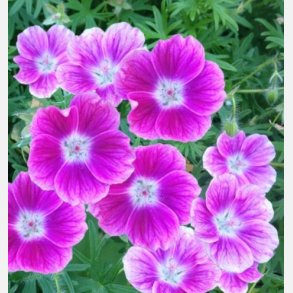 Geranium sanguineum Elke