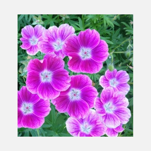 Geranium sanguineum Elke