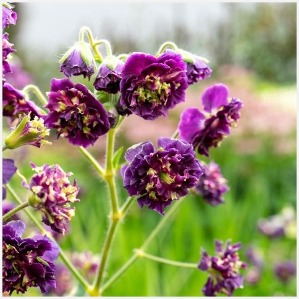 Geranium Joseph Green Phaeum