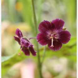 Geranium Phaeum Raven