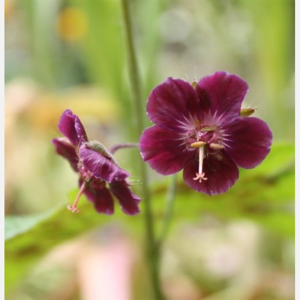 Geranium Phaeum Raven