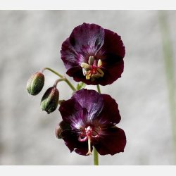 Geranium Phaeum Raven