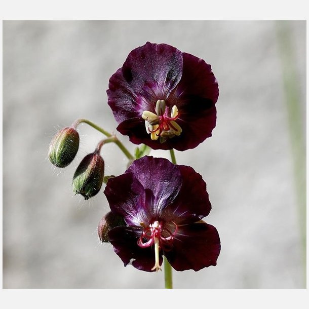 Geranium Phaeum Raven