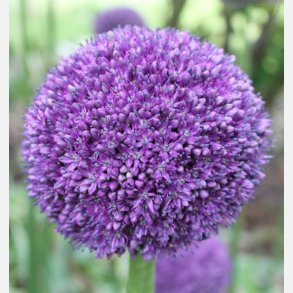 Allium Giganteum 1 lg