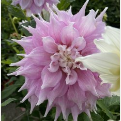 Dahlia Gitt's Perfection 