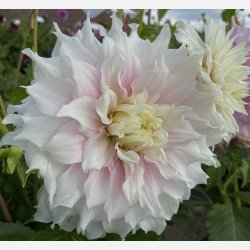 Dahlia Gitt's Perfection 