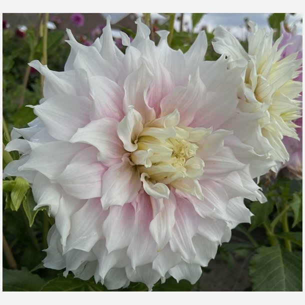 Dahlia Gitt's Perfection 