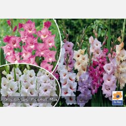 Gladiolus mix Pastel