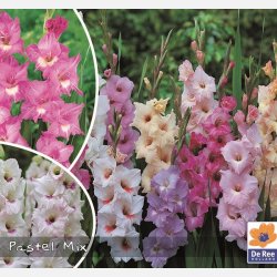 Gladiolus mix Pastel