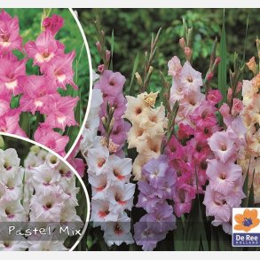 Gladiolus mix Pastel