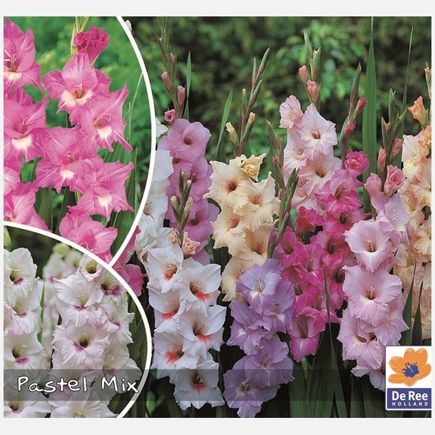 Gladiolus mix Pastel