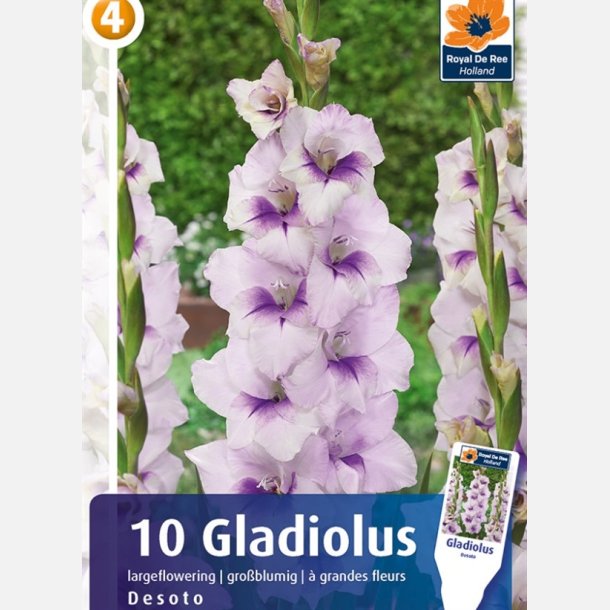 Gladiolus Desoto