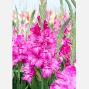 Gladiolus Grozny