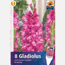 Gladiolus Grozny