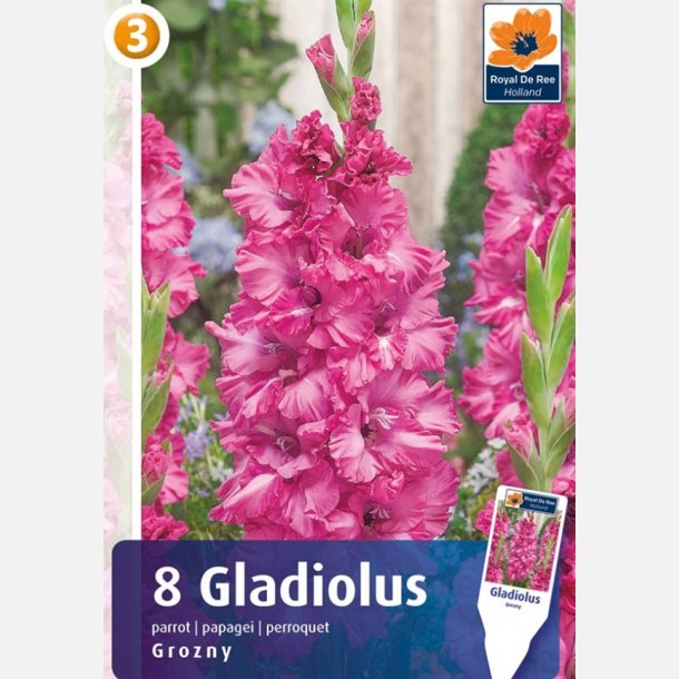 Gladiolus Grozny