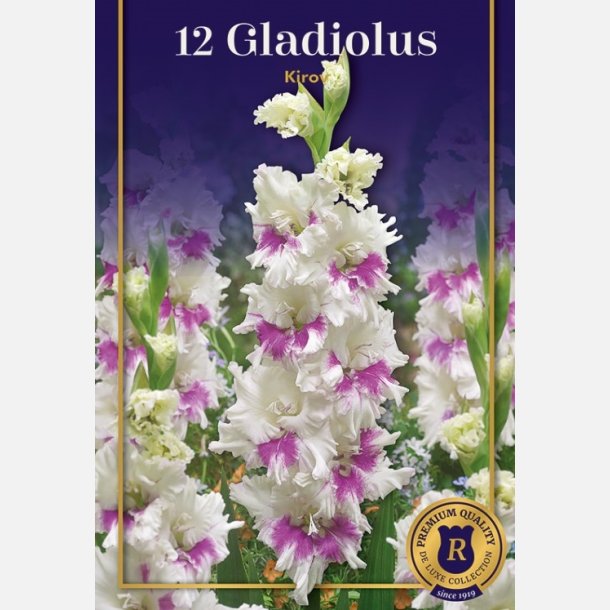 Gladiolus Kirov