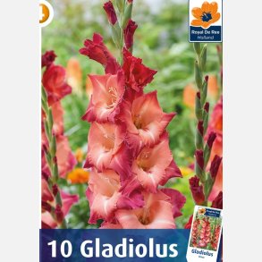 Gladiolus Ocaso
