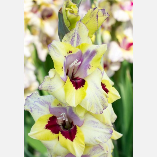 Gladiolus Oracle
