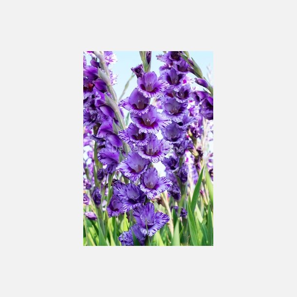 Gladiolus Passos