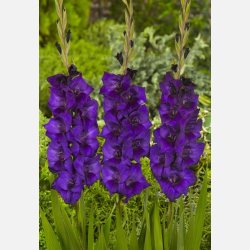Gladiolus Purple Flora 