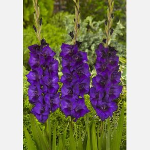 Gladiolus Purple Flora 