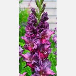 Gladiolus Rostov 