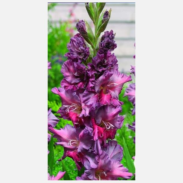 Gladiolus Rostov 