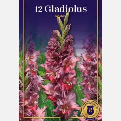 Gladiolus Rostov 