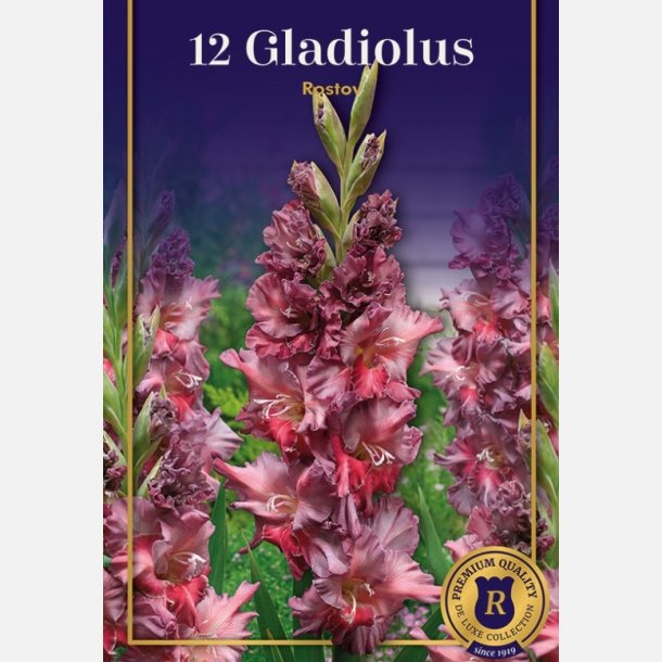 Gladiolus Rostov 