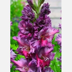 Gladiolus Rostov 