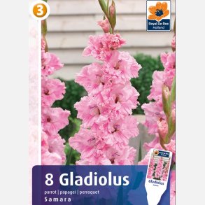 Gladiolus Samara