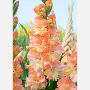 Gladiolus The Great Queen Elisabeth