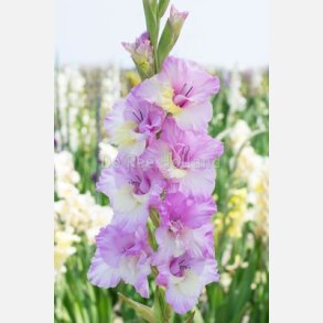 Gladiolus Vladivostok 