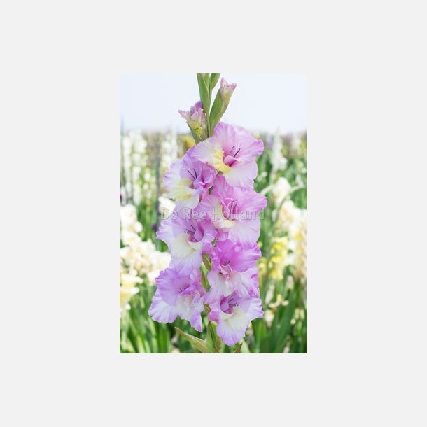 Gladiolus Vladivostok 