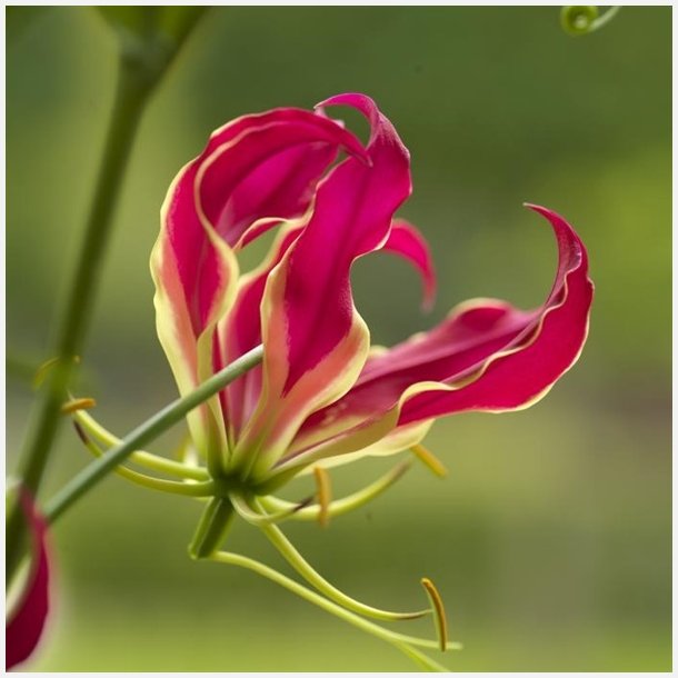 Klatrelilje Gloriosa