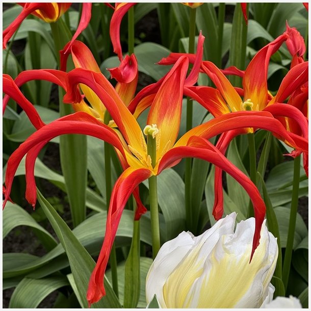 Tulipan Go Go Red 5 lg